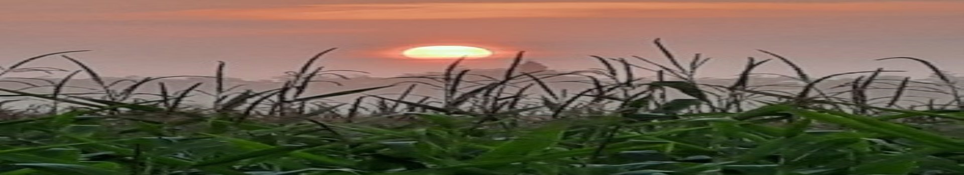 sunset through the corn field
