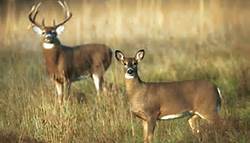 Picture of Deer in Field