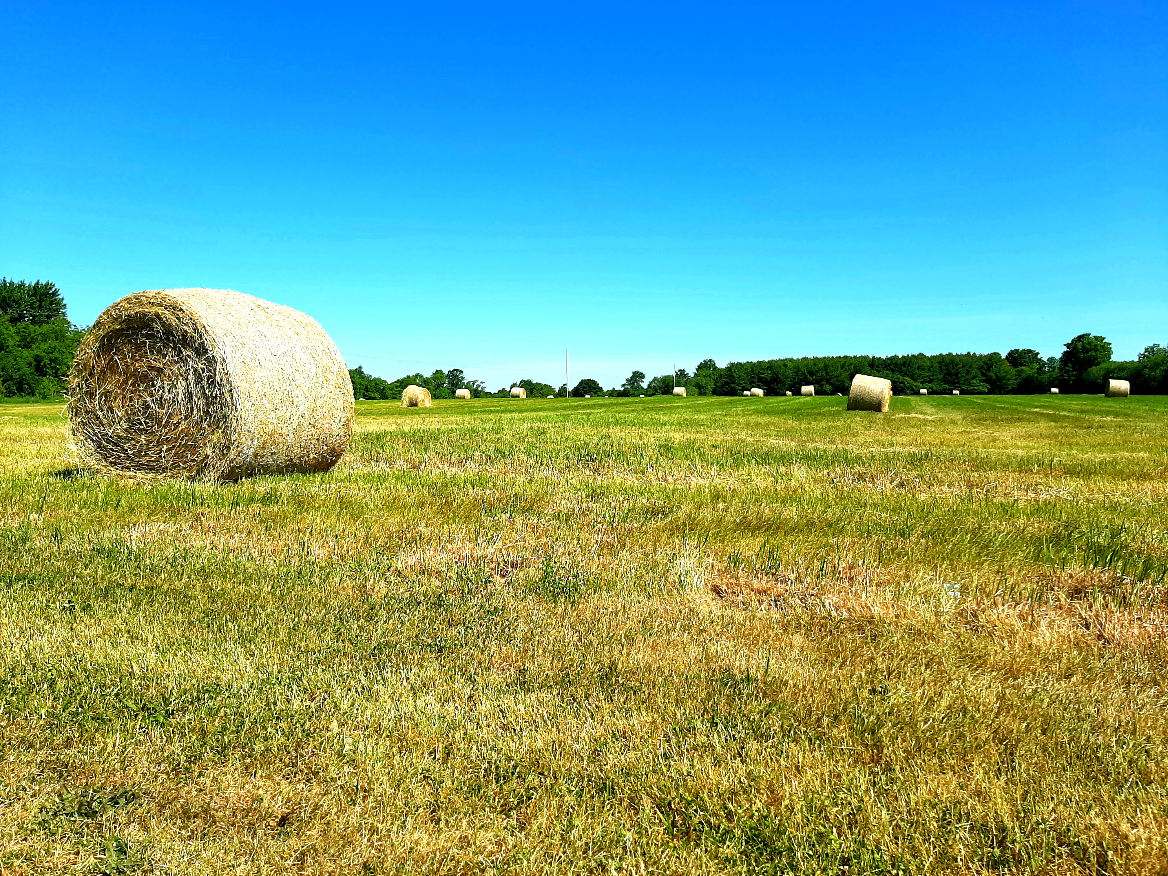 Round hay bales in a field 