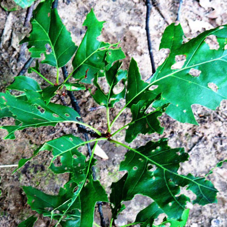 Gypsy moth defoliation
