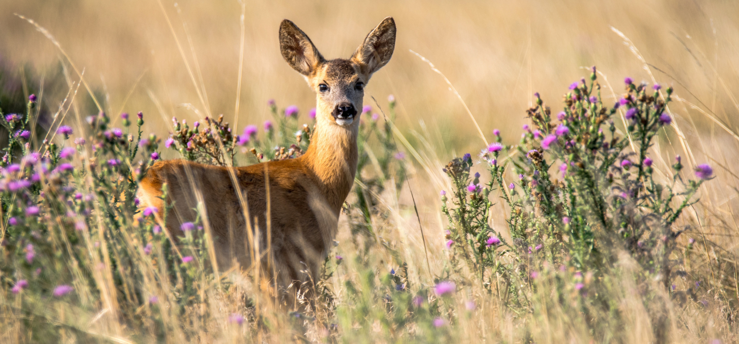deer in pasture