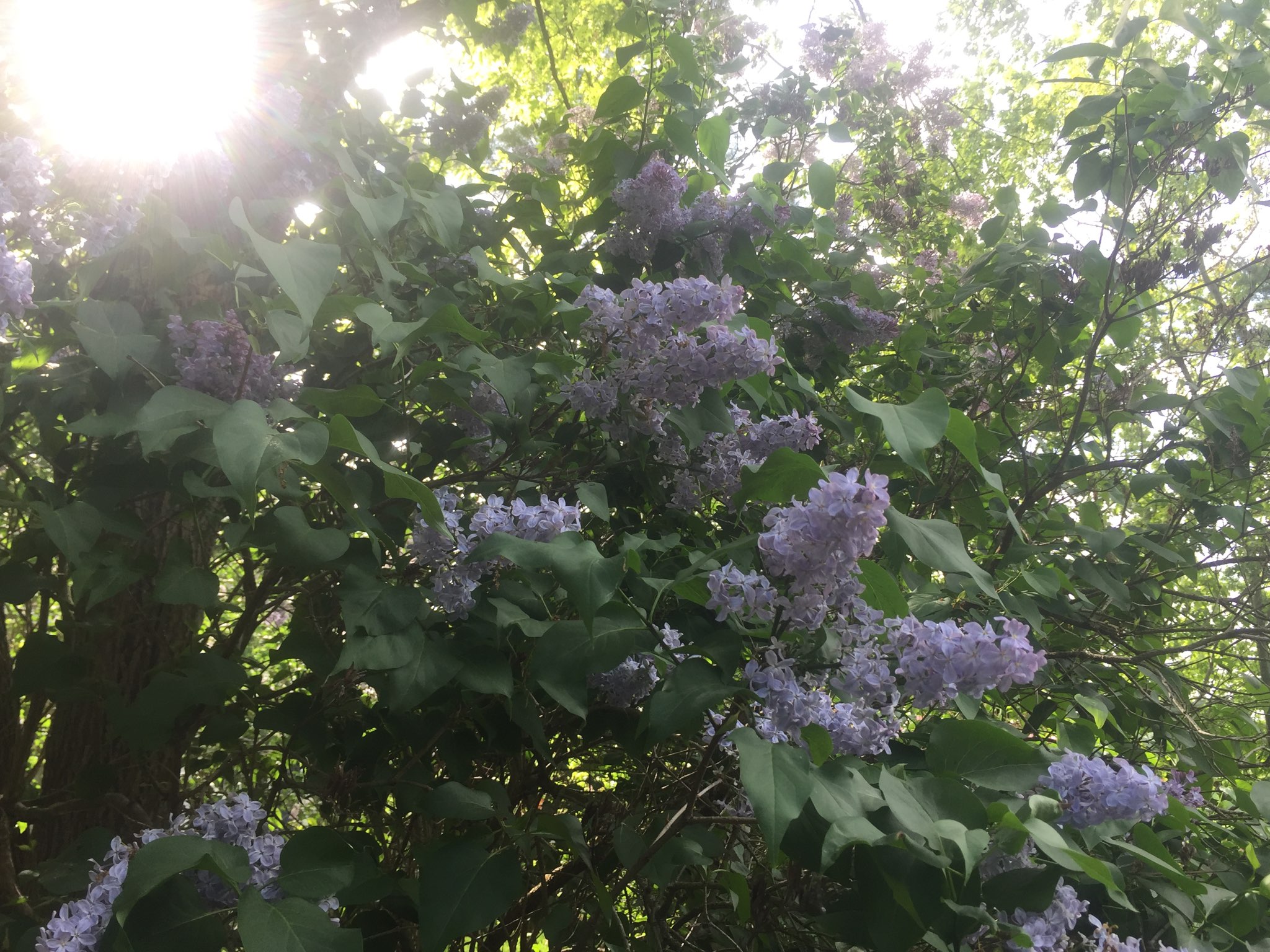 lilacs in full bloom
