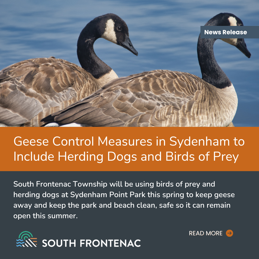 Canada geese