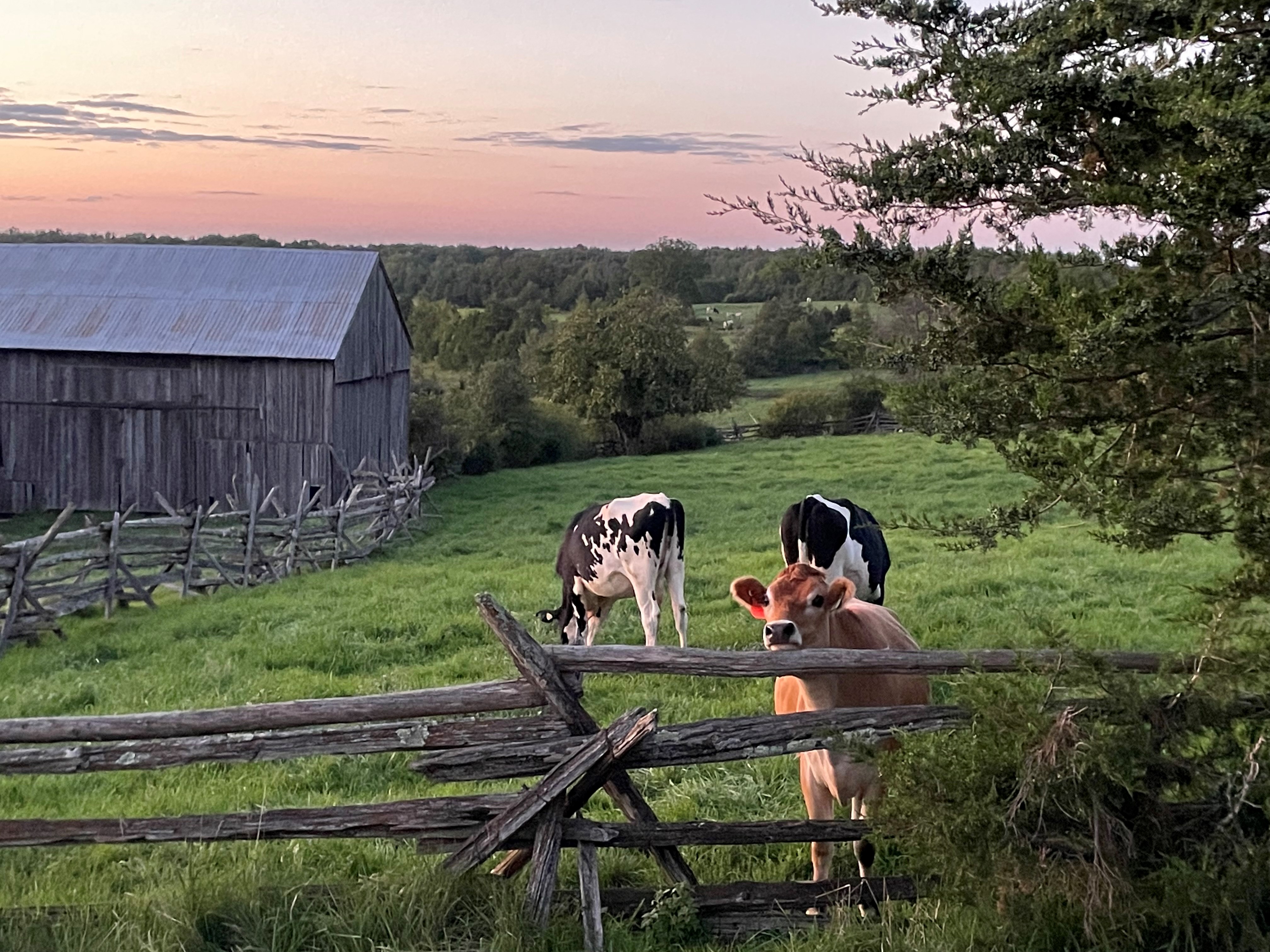cows grazing in front of a barn at Holleford Crater