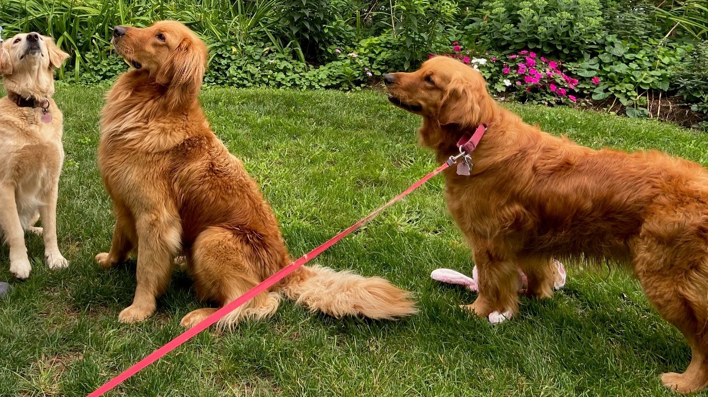 Golden retrievers